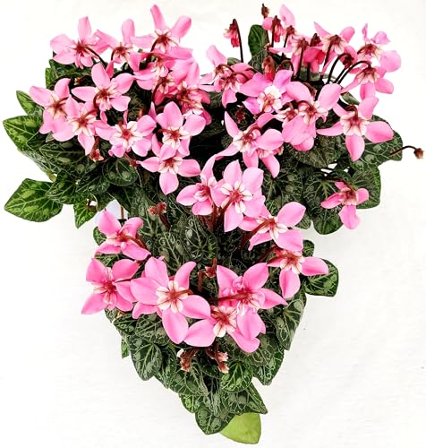 POWERS TO FLOWERS - CICLAMINO DIXIE ROSA, VASO 12CM, 3 PIANTE, piante vere
