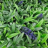 Zoom IMG-2 tenax divy panel liriope 100x100