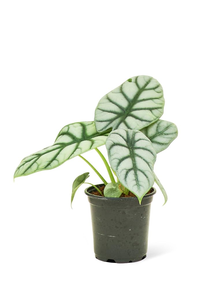 Evergreen Alocasia Silver Dragon Live Plant – Air Purifier, Decorative Indoor Plant | Balcony Shelf | Suitable for Gifting-image-5