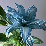 2 piezas bulbos de lirios resistentes, lirios gigantes, lirios de árboles, bonsai, plantas exóticas resistentes (Lilium brownii) plantar flores Winterlings, plantas resistentes al