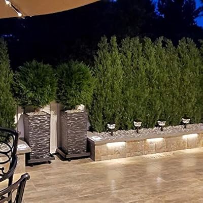 Buy One 6 Foot Outdoor Artificial Cedar Topiary Tree Potted Uv Rated Plant Silk Tree Warehouse Company Inc 6 Foot Online In Canada B07rbp29rq