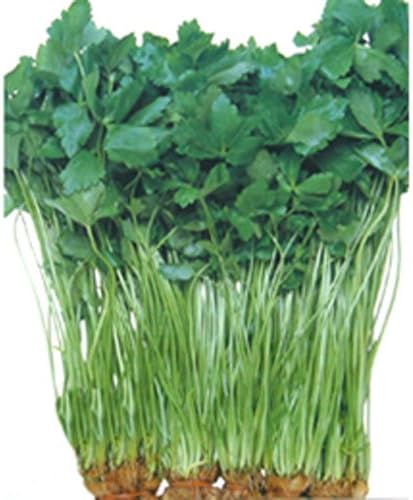Amazon 三つ葉 種 関西三ツ葉 小袋 約15ml 野菜