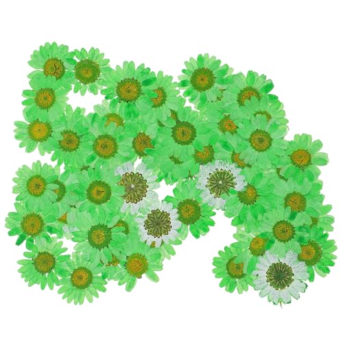 60 piezas de flores naturales secas para manualidades miniatura 1