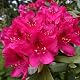 Rhododendron Nova Zembla 30-40 cm – Leuchtend rote Alpenrose