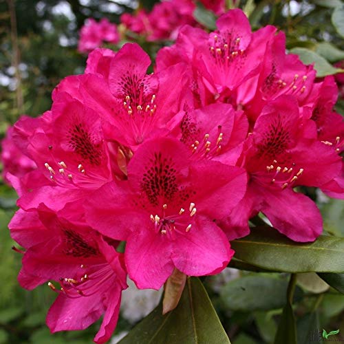 Rhododendron Hybride 30-40 cm Alpenrose Frühlingsblüher verschiedene Sorten (Nova Zembla)