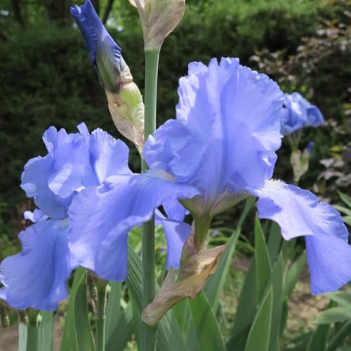 8 pezzi bulbi iris - giardino resistenti e perenni, bulbi del iris, perenni balcone resistenti all'esterno