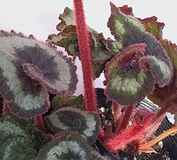 【さらにお値下げしました】ベゴニア百科 51NAepSa7xL._UF350,350_QL50_.jpg