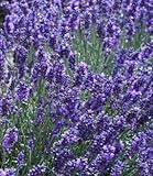 HERB LAVENDER (LAVENDULA ANGUSTIFOLIA) “VERA” TRUE LAVENDER OR ENGLISH LAVENDER HEAVENLY SCENTED MOST TREASURED LAVENDER FOR ITS OILS AND MEDICINAL USES APPROX 105 SEEDS
