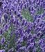 HERB LAVENDER (LAVENDULA ANGUSTIFOLIA) “VERA” TRUE LAVENDER OR ENGLISH LAVENDER HEAVENLY SCENTED MOST TREASURED LAVENDER FOR ITS HIGH QUALITY OILS AND MEDICINAL USES APPROX 105 SEEDS