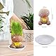 ZDNT 2 Stück Graskopf Wachsende,Graskopf Puppenpflanze,Wachsende Graskopf Puppenpflanze,Blumenkopf Graskopf,Grass Head Doll Bonsai Growing Plants,Mini Bonsai Gras Kopf Figure Puppen Für Schlafzimmer