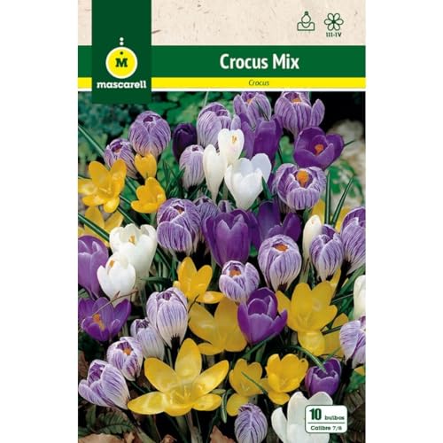 Mascarell Semillas, CROCUS MEZCLA DE COLORES, Semillas Bulbosas, Bulbos de Flores Otoño Fácil de Cultivar, Bolsa 10 Bulbos