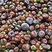 100 seeds Lithops Pseudotruncatella Living Stone Rare Succulent Seeds Home Garden Plant seeds free shipping