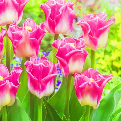 Mezcla De Bulbos De TulipáN,Tulip Bulbs,Bulbos De TulipáN,Abierto todo el año,JardíN Perenne Agradable-5Bulbos-b