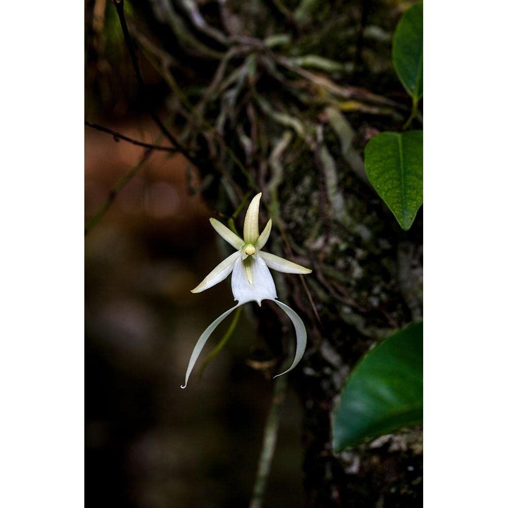 ArtDirect A rare Ghost orchid grows only in swamps in south Florida III 7x10 UnFramed Art Print Poster Ready for Framing by Richardson, Larry
