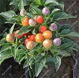 Cherry Pepper semi di ortaggi Casa Giardino Cile vegetali non OGM della decorazione del giardino della cucina condimento alimentare 200 pc 12