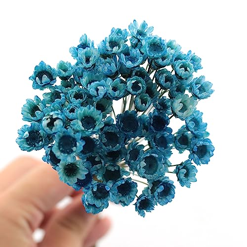 TAODAN 90 tallos Flores secas naturales azul real miniatura 3