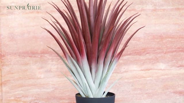 Hyper Realistic Big Red Artificial Aloe Vera Plant 26 Inches Tall. Large Faux Agave in Matte Black Pot.