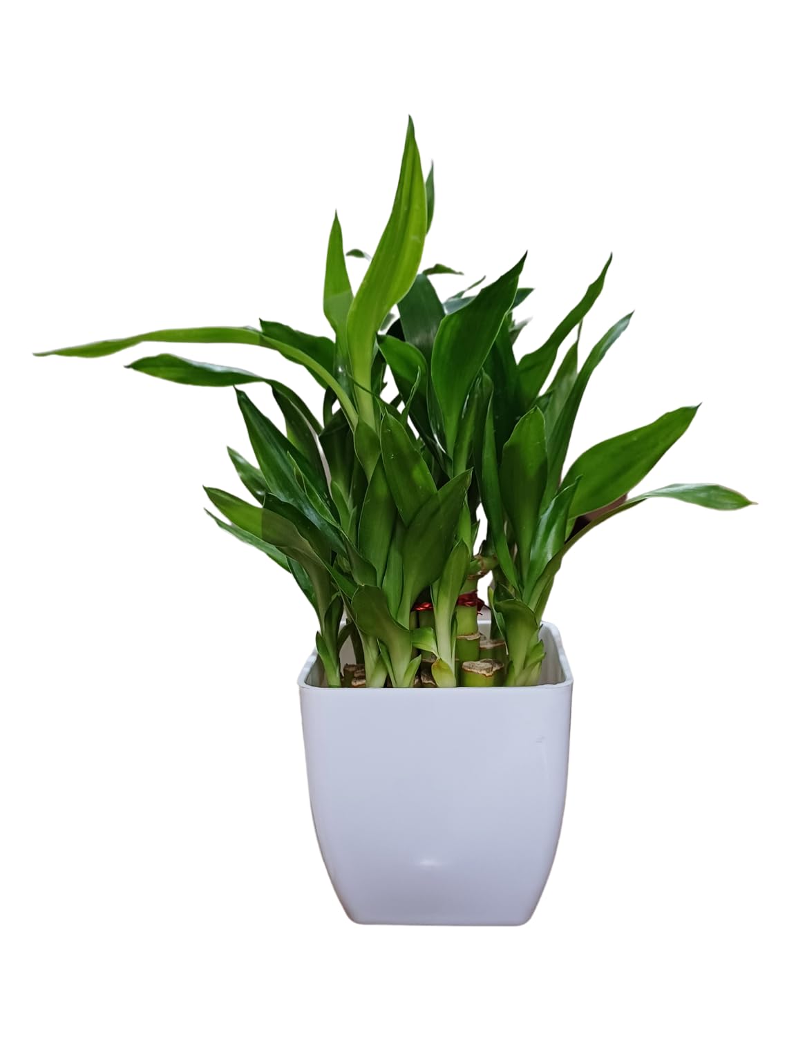 Sugram Lucky Bamboo 2 Layer Feng Shui Plant With 3 inch White Square Pot For Living Room, Indoor, Desk, Table Corner, Office (1 Plant with white 3 inches pot)