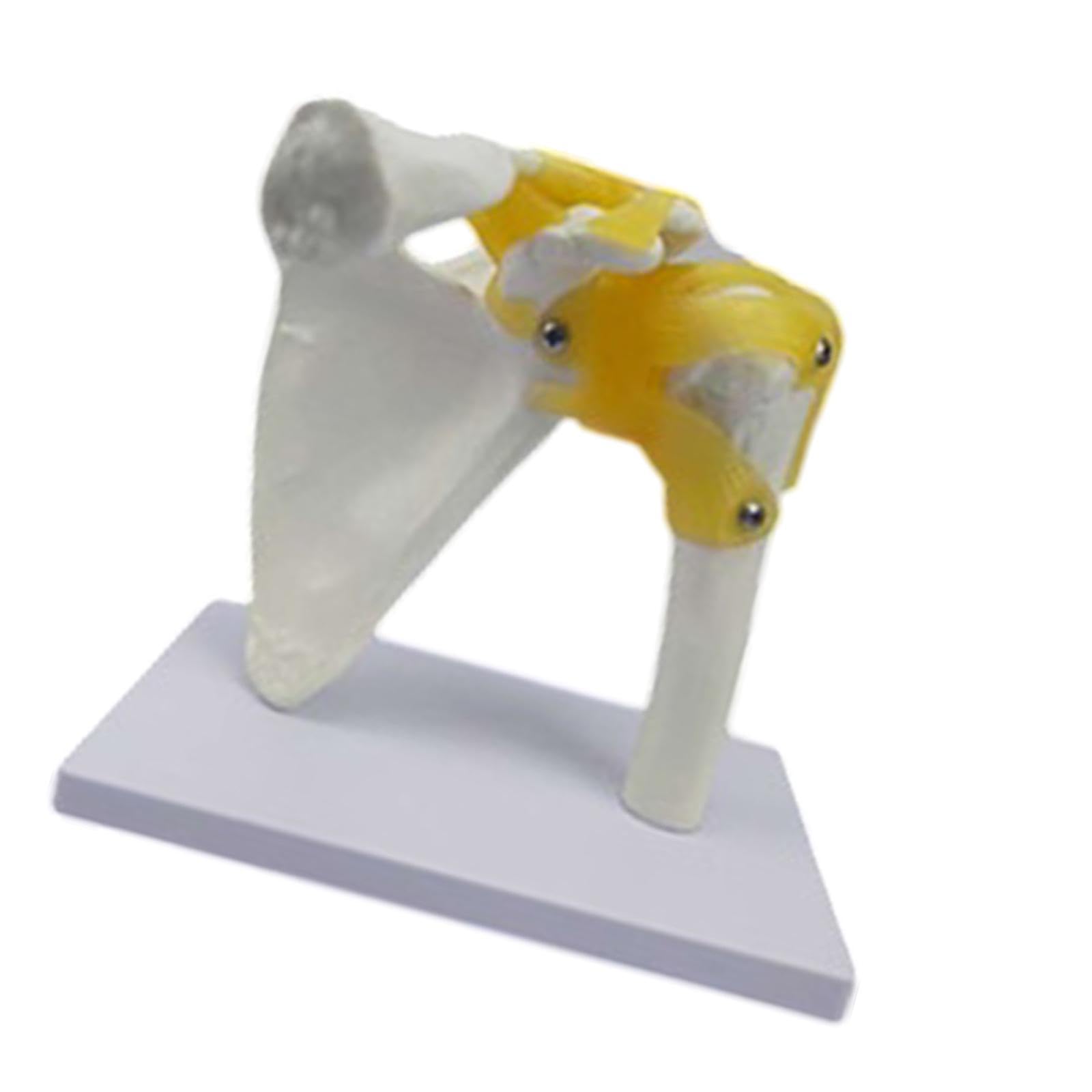 Modelo de Articulación Humana, Herramienta Científica para La Enseñanza, Modelo de Esqueleto Realista, Resistente Y Ligero para Exhibición Y Estudio D, Hombro