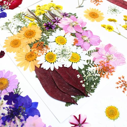 140 unidades flores prensadas naturales para manualidades miniatura 3