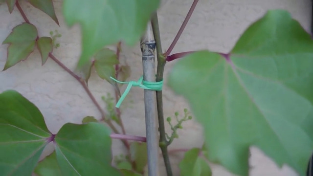 200 Fascette Flessibili Per Piante Da Giardino | Filo Metallico Rivestito Di Plastica | Legatura, Sostegno, Organizzazione Cavi - Foto 9