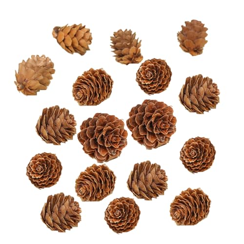 LOLIPPYY 210 Pezzi Decorazioni cono pino coni pini naturali pigne secche vegetale pino essiccato pigne