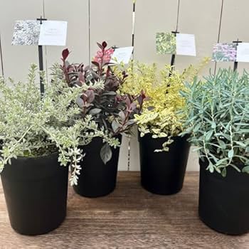 516dui2h2yL._AC_UF350,