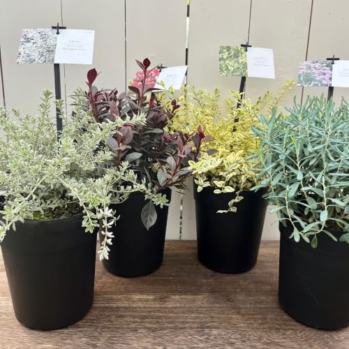 Amazon.co.jp: シュラブ ブルーアイス（アンドロメダ ポリフォリア） 5