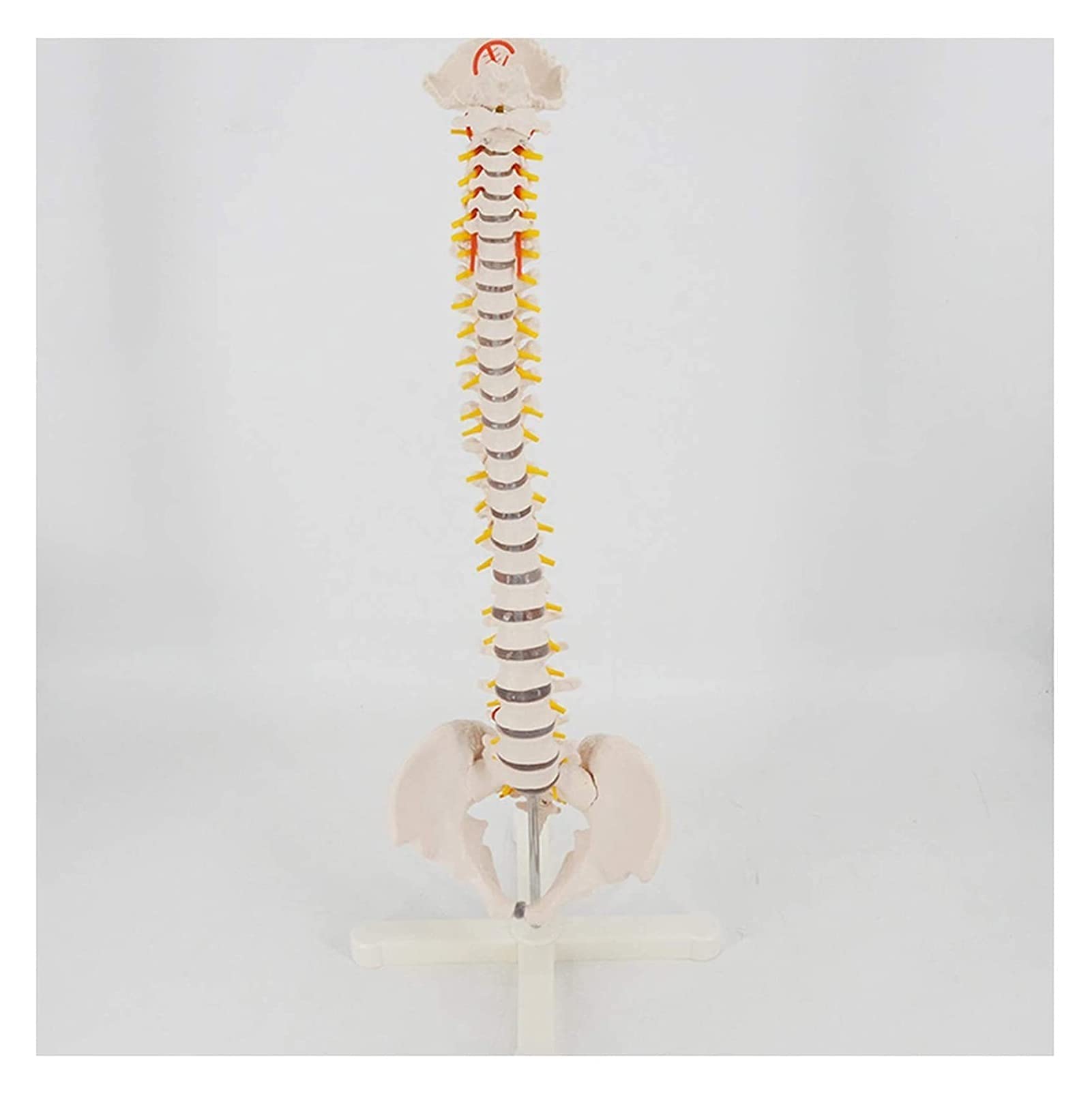 Buy Vertebral vertebral spine vertebral vertebral vertebral spine ...