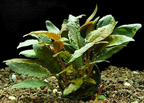 Mainam Cryptocoryne Tropica Potted Freshwater Live Aquarium Plant Provide Oxygen For Fish Tank Aquascape #TOP2