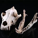 Harz Wolf Schädel Figur Dekofigur Modell Ornament