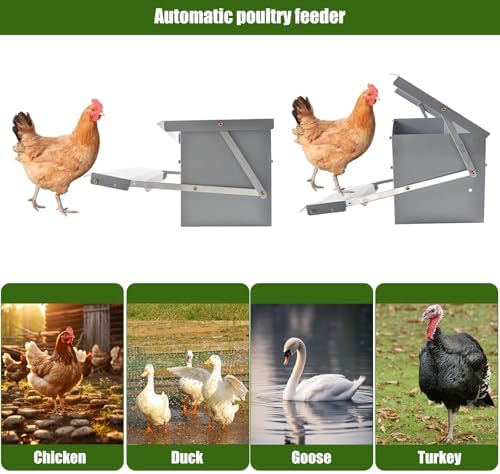 Automatic Chicken Feeder - Rat-Proof Poultry Feeder with Weatherproof Lid for 4-6 Chickens, Rooster, Pheasant & Duck - Ideal for Outdoor Henhouse & Backyard Farming