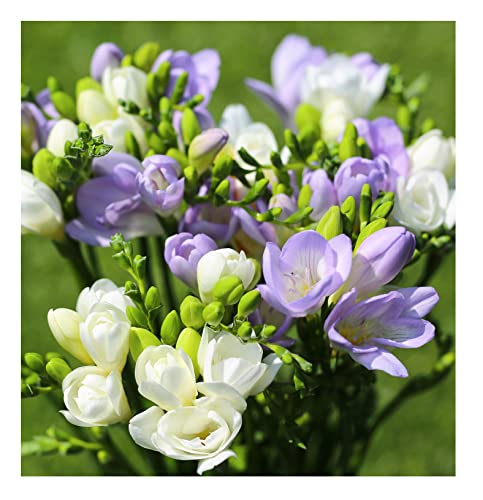 20x Freesia Blue & White Mix Summer Flowering Bulbs Colourful Garden Plant Corms Wedding Fragrant Cut Flowers Size 5/6