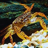 live freshwater Aquarium tropical crab live