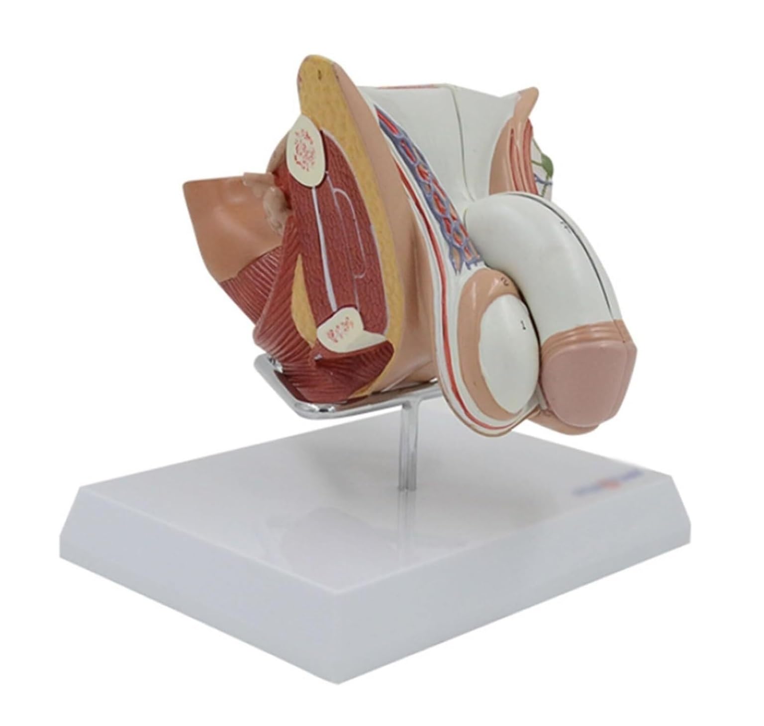 Human Modèle Modèle D'anatomie Structurelle du Système Génito-urinaire Masculin Humain, Médical pour La Formation, Outil Pédagogique Humaines Anatomie