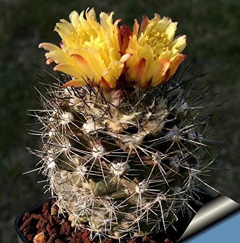 Amazon.co.jp: 【種子】Copiapoa Maritima◇コピアポア・マリテマ