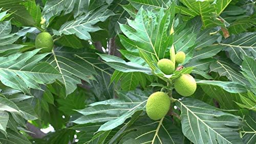 Creative Farmer Fruit Plant Bread Breadfruit "Wonder Food" Expensive Semi Shaded Garden Plant(1 Healthy Live Plant)