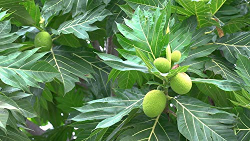 Creative Farmer Fruit Plant Bread Breadfruit "Wonder Food" Expensive Semi Shaded Garden Plant(1 Healthy Live Plant)