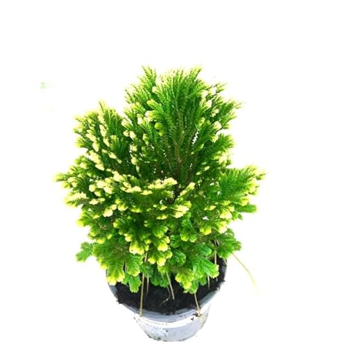 La Planta del Dinero Selaginella Natural - Planta de Interior o Exterior