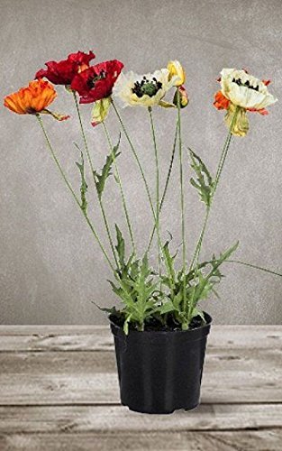 Golden Hills Farm® (AVG 200-5000) seeds Iceland Poppy Flower Seeds For India Garden Seeds (B093QHQZNQ) Amazon Price History, Amazon Price Tracker