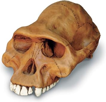 Skullduggery Australopithecus afarensis Cranium Relica
