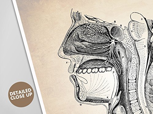 Sinus Diagram, Human Anatomy Art Print, Human Anatomy Print, Cross Section of Face, Human ...