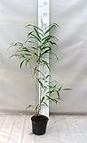 Pseudosasa japonica - Japanischer Pfeilbambus -...