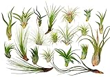 It Blooms Rainforest Grown 20 Pack Assorted Air Plants - Live Tillandsia - Easy Care Plants - Succulents -