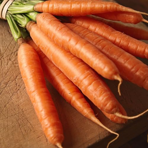 Carrot Touchon Seeds – Sweet, Crisp & Nearly Coreless Heirloom Variety – Fast-Growing, Tender Carrots for Beds or Containers – Perfect for Home Growers