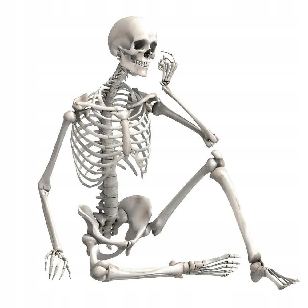 Scheletro umano 90 cm - anatomia scheletrica per decorazione di Halloween, modello di apprendimento medico con articolazioni mobili, riproduzione di scheletro in plastica con supporto