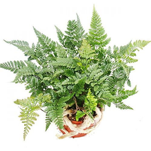 kentia palme aldi Kentiapalme kaufen | Howea forsteriana