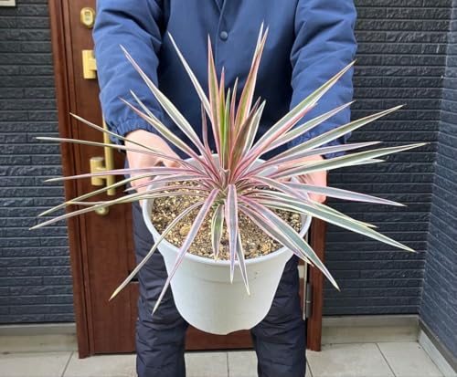 ユッカアロイフォリア」の人気商品一覧 | 安い商品を通販サイトから