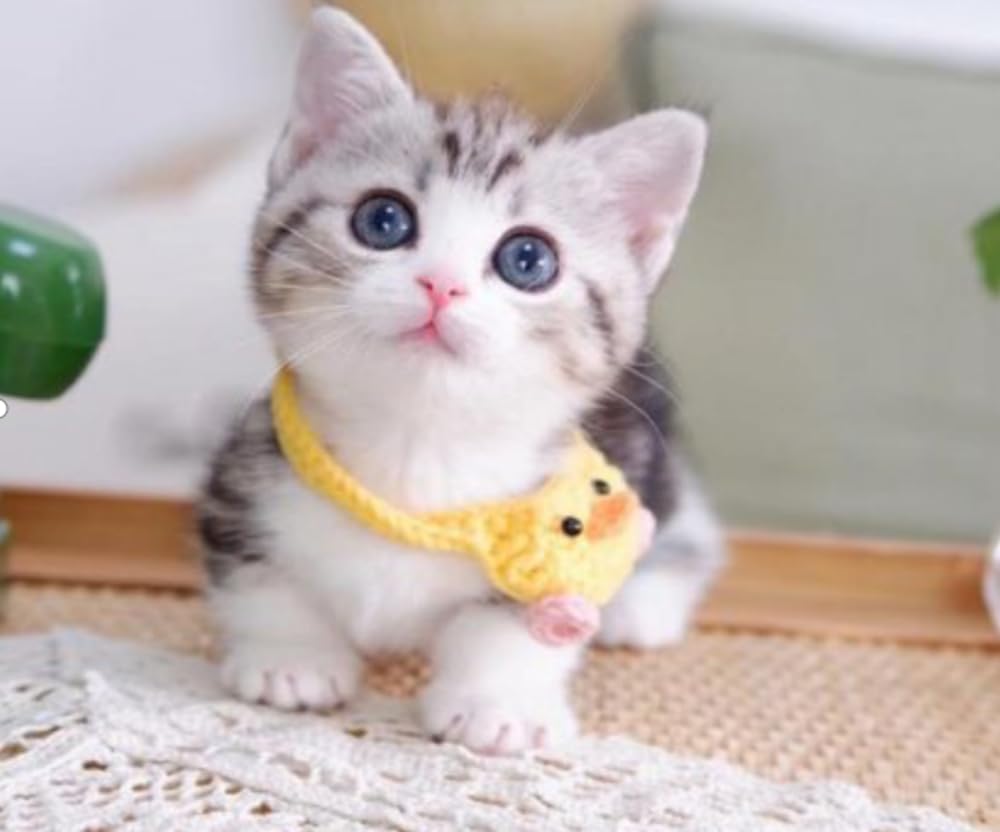 Amazon.co.jp: パラコード 2mm 15m 30m おしゃれ かわいい カラフル