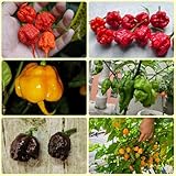 Semillas de chile Carolina Reaper, semillas de chile de jardín balcón de invierno 150pcs